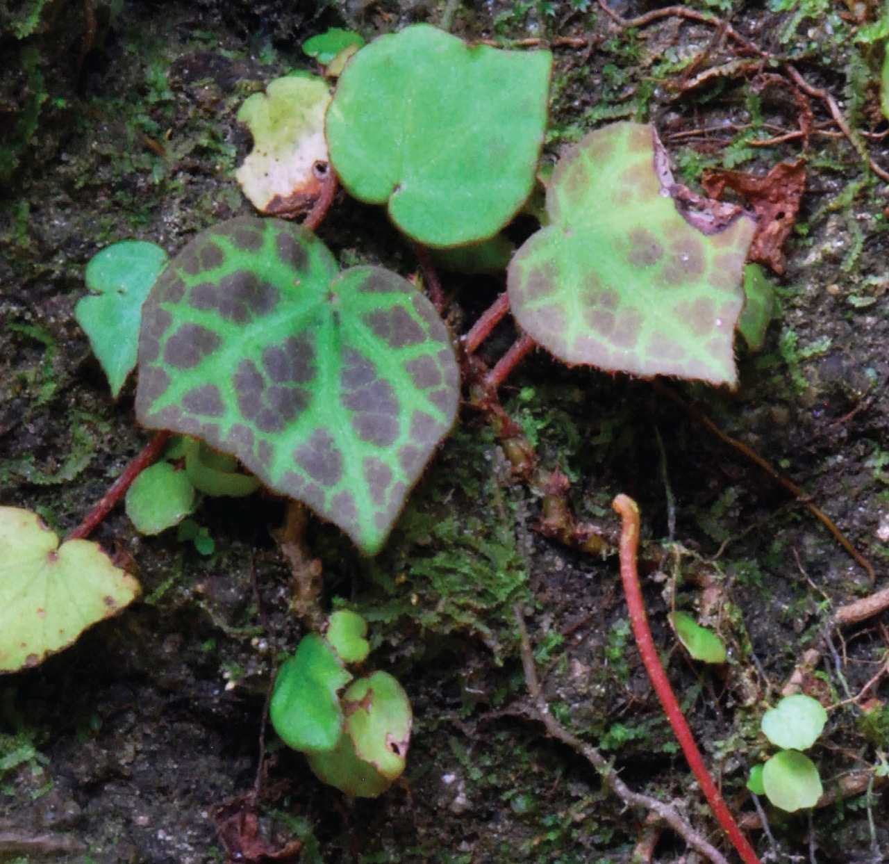 B. reginula